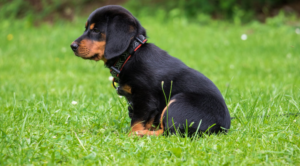 puppy on grass