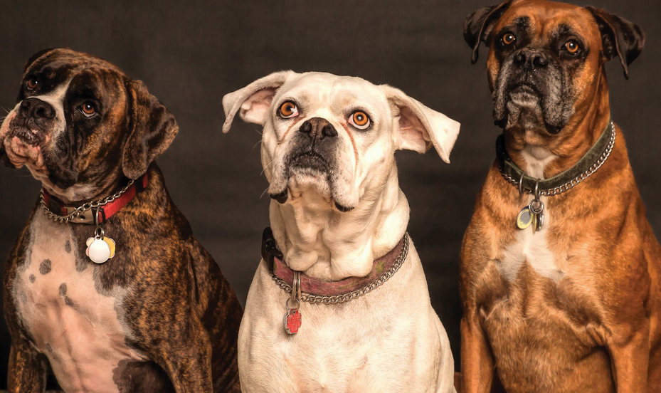 dogs